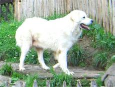 Tatra Sch�ferhund - Polski Owczarek Podhalanski